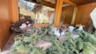 Cochette extérieur